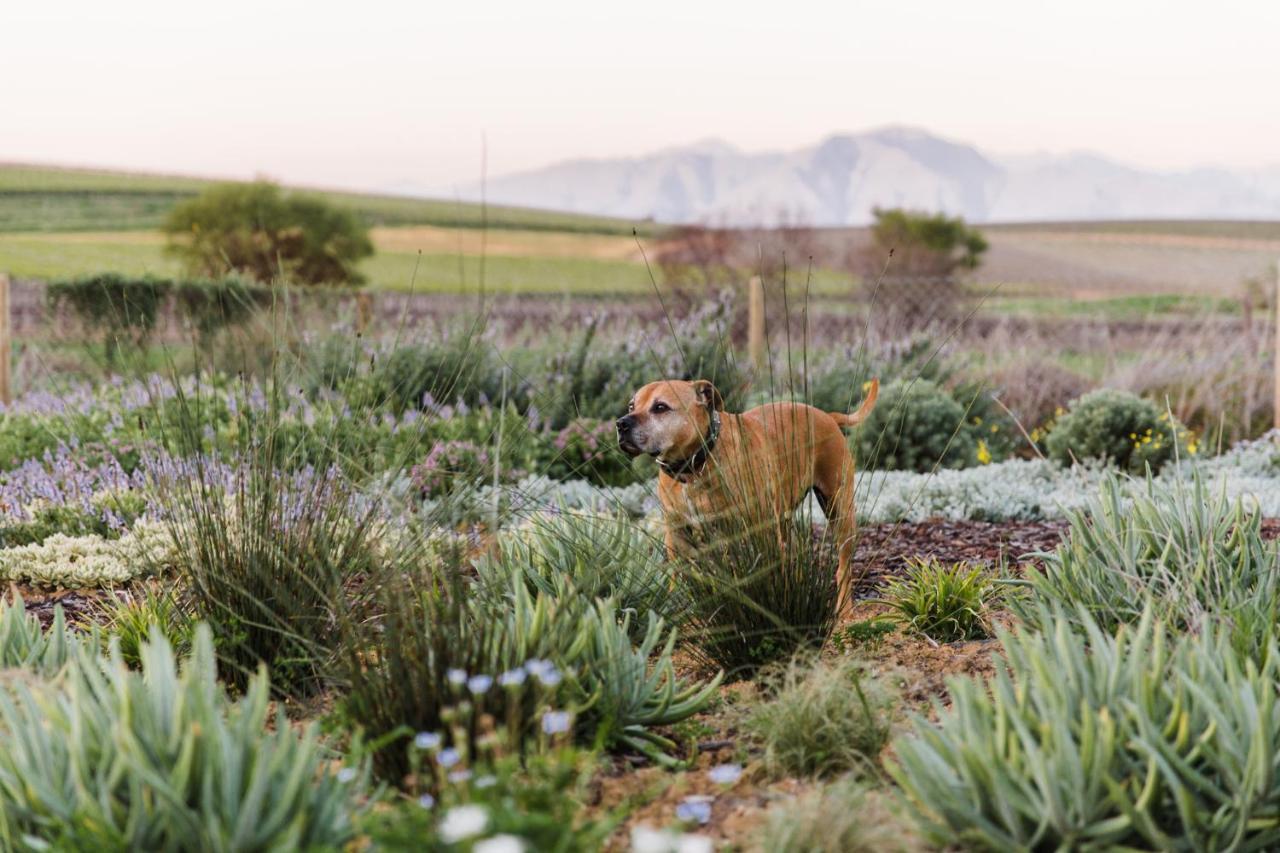 Vineyard Views Country House Riebeek-Kasteel Exterior photo